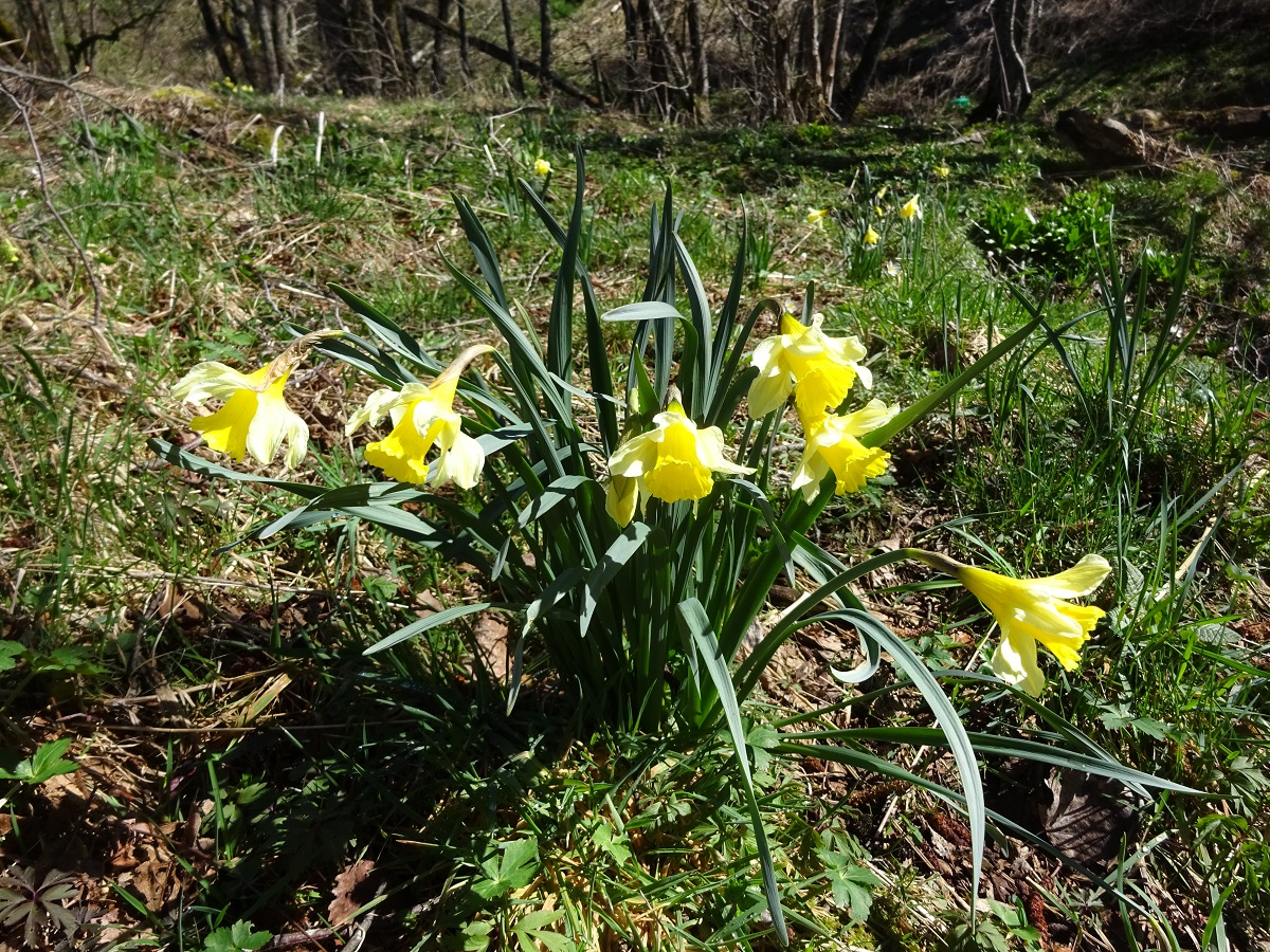 Narcissus pseudonarcissus subsp. pseudonarcissus (Amaryllidaceae)